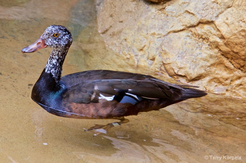 White-winged Wood Duck