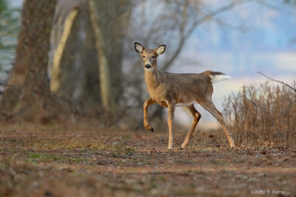 Little Doe in the Woods