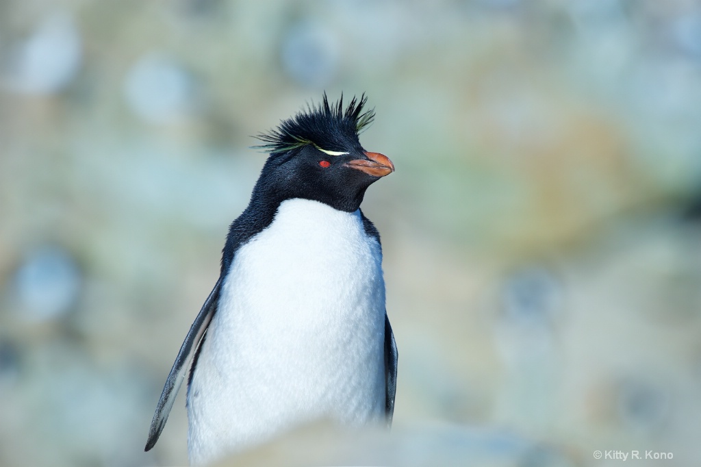 Handsome Rockhopper Penguin