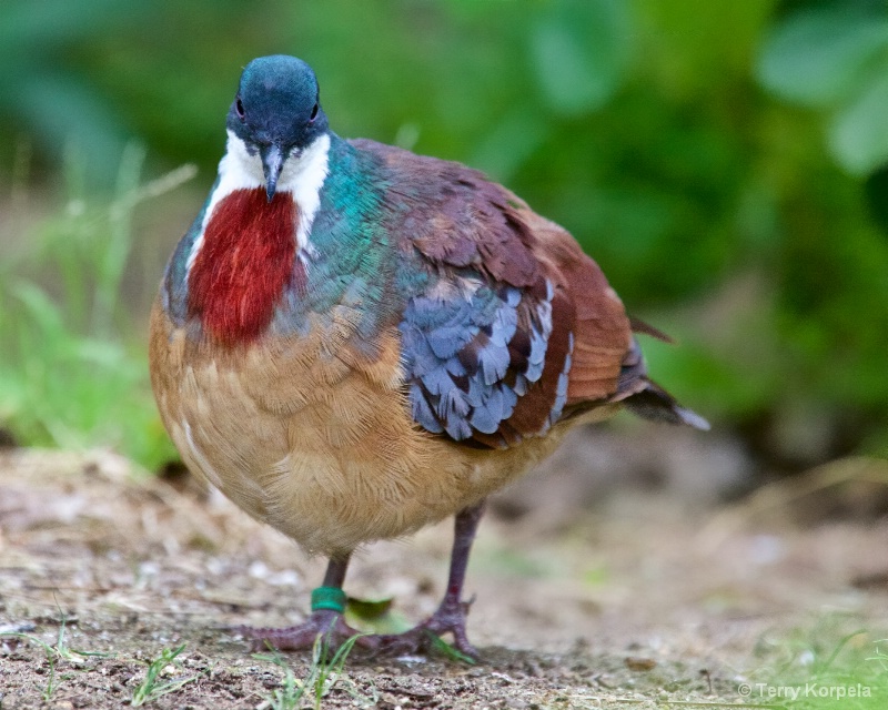 Bartlett's Bleeding-heart Dove