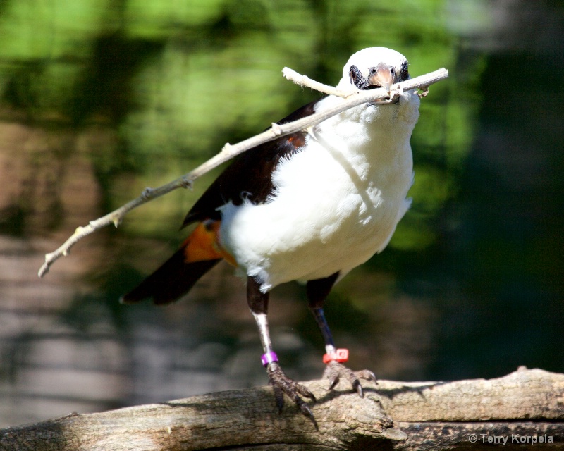 Northern White-headed Buffalo Weaver