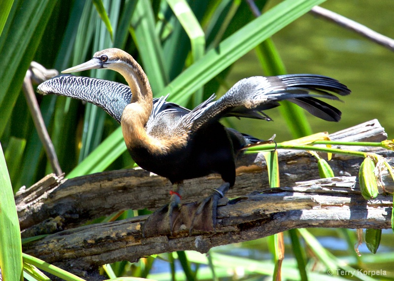 Anhinga 