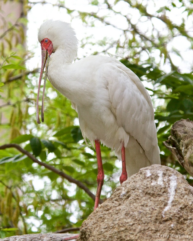 African Spoonbill