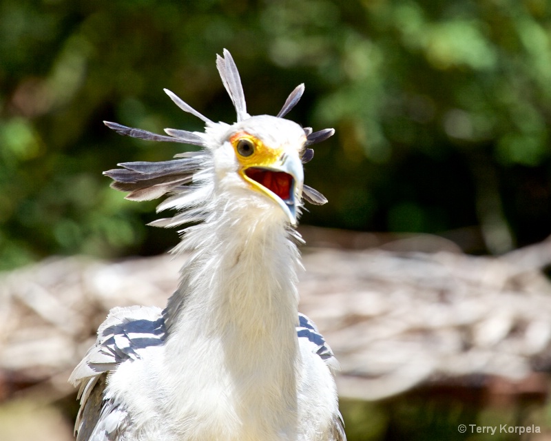 Secretary Bird