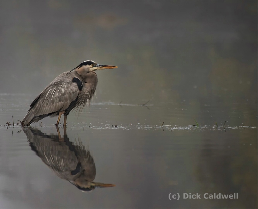 Great Blue Heron in the fog. Image:Dick Caldwell