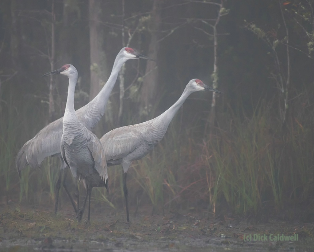 Sandhill cranes in the fog.Image:Dick Caldwell