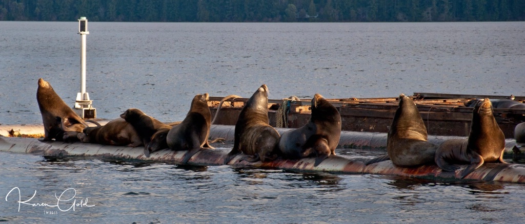 Sea Lions at Union Bay