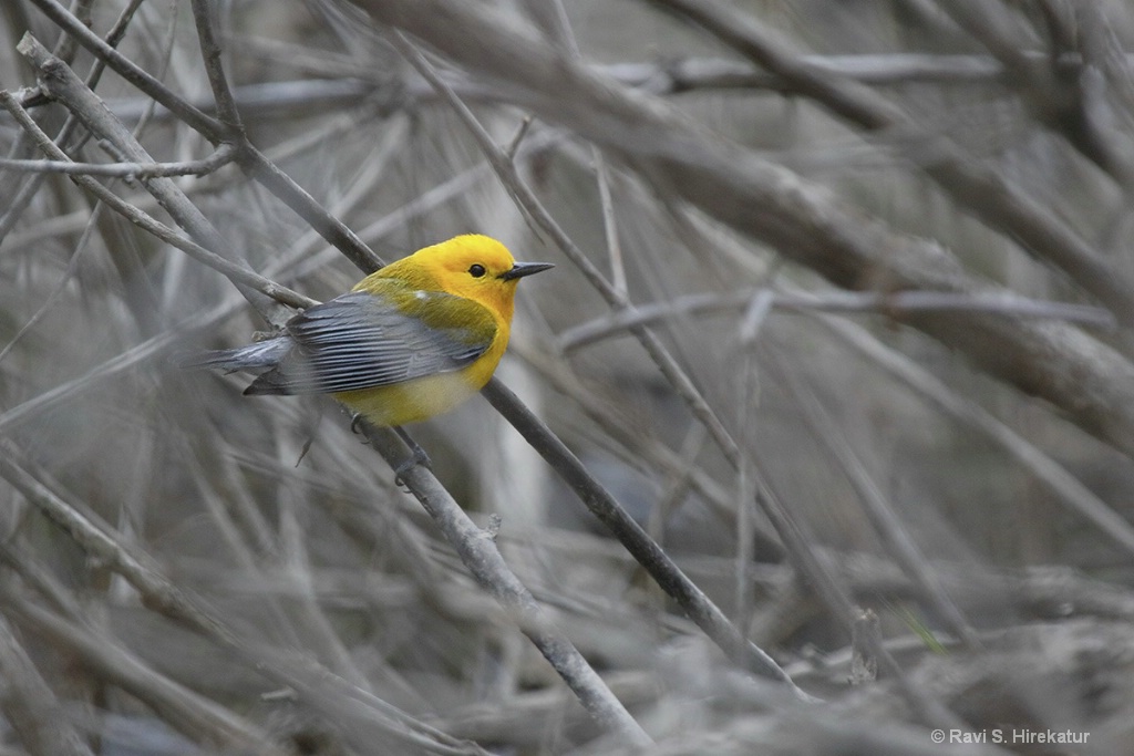 Prothonatory Warbler on Buttonbrush