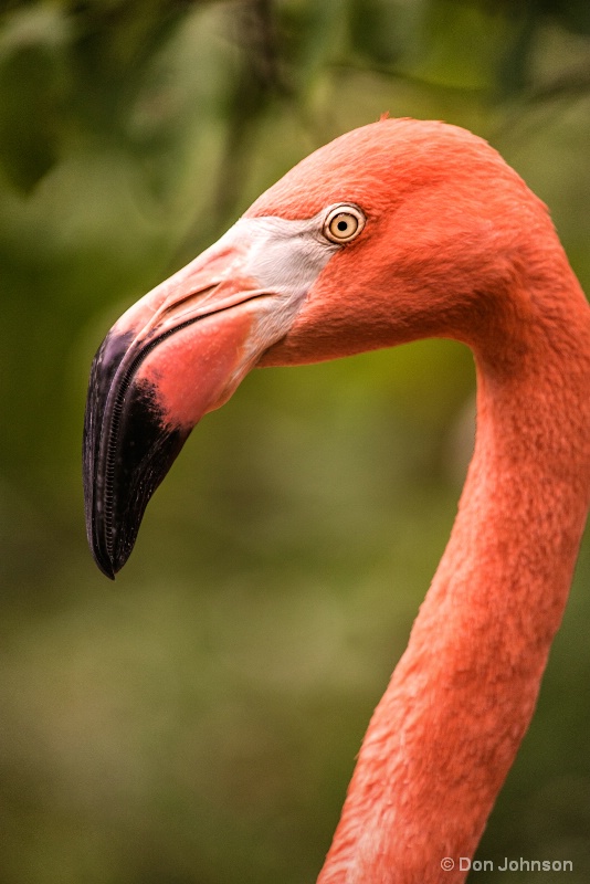 Profile of a Flamingo 9-25-16 476