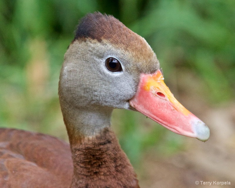 Black-bellied Whistling Duck