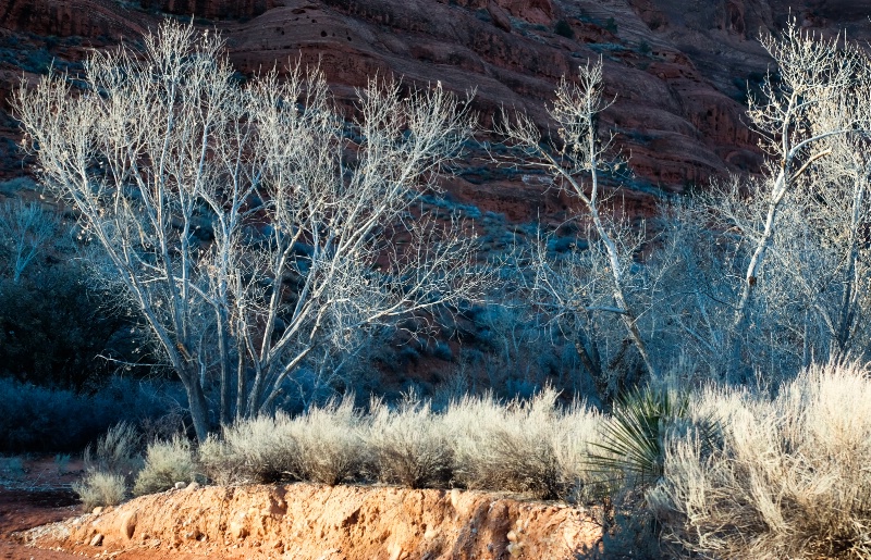 serenity of winter trees 