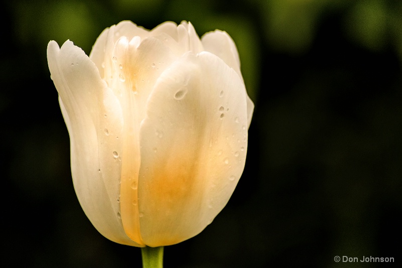 White Tulip 4-23-16 354