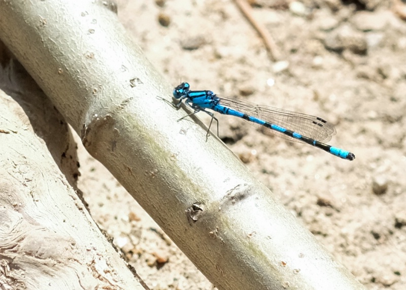 5. Dragonfly