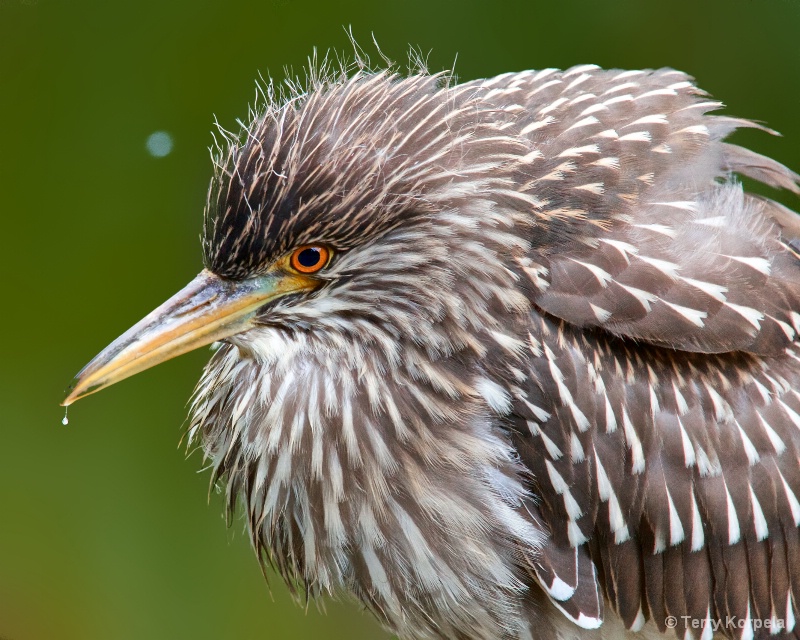 Black-crowned Night Heron (Juvenile) 