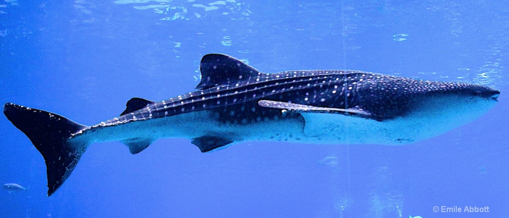 Whale Shark