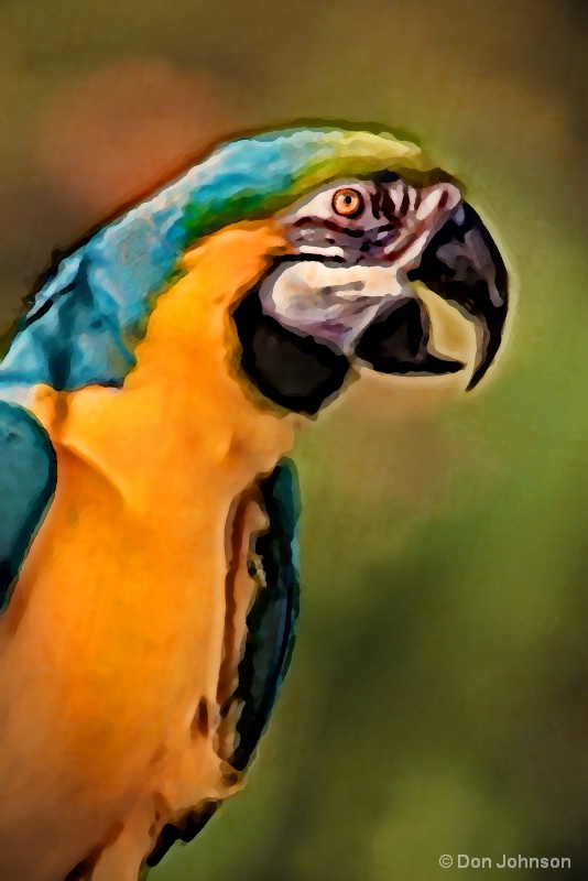 Beautiful Artistic Macaw 10-22-16 756