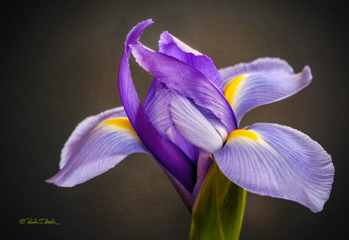 Iris Blooming