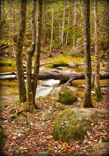 Fall in New Hampshire