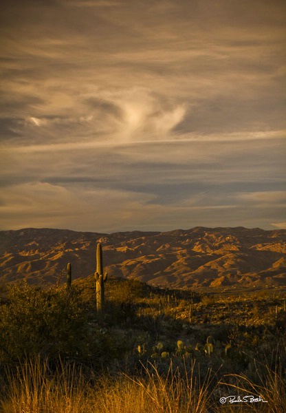 Saguaro National Park Sunset