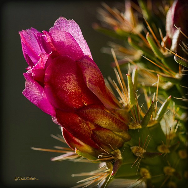 Cholla Beauty