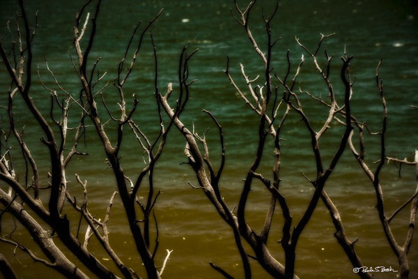 Branches by Lake