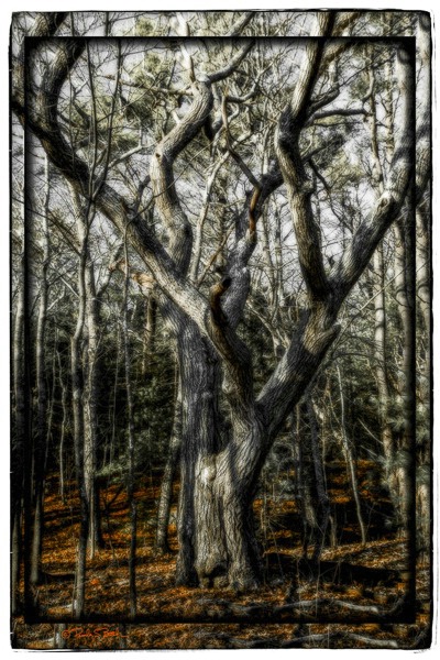 Bare Tree, Cape Elizabeth, ME