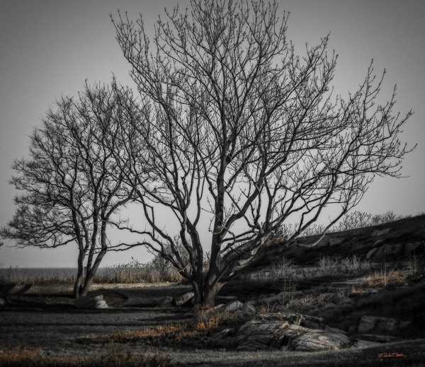 Winter Tree, Ft. Williams Park, Cape Elizabeth ME