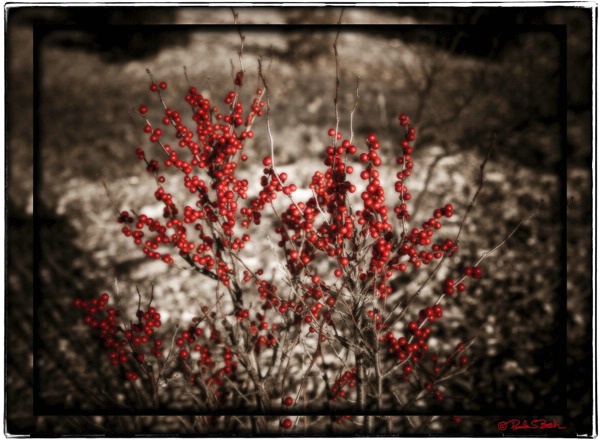 Winter Berries