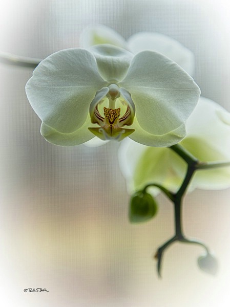 Orchid 1