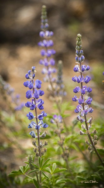 Spring Lupine