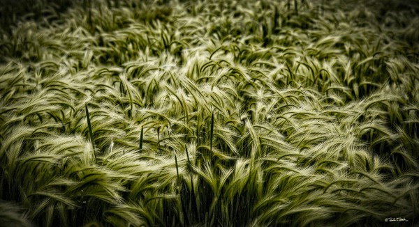 Wild Grass Meadow