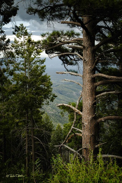 Ponderosa Pine, Santa Catalina Mountain, AZ