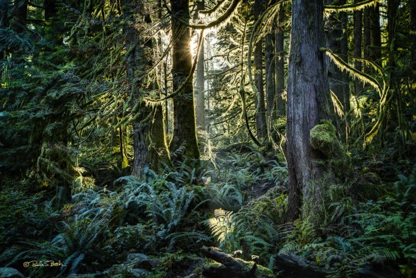 Mystical Rain Forest