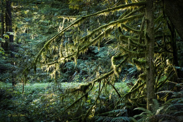 Rain Forest Green, Baring, WA