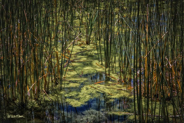 Big Springs Cattails