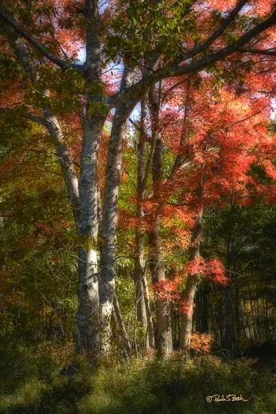 Fall at Duck Pond, Acadia National Park, Maine