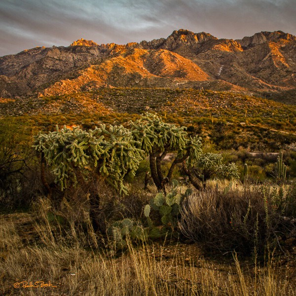 Sunset Repose, Catalina State Park, Tucson AZ