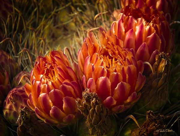 Compass Barrel Cactus