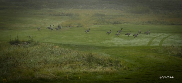 Geese on the Green