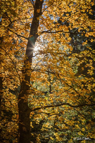 Fall Light