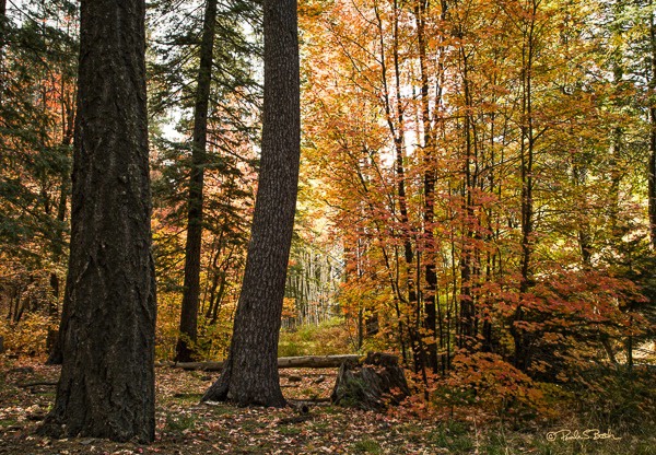 Autumn, Santa Catalina Mountains