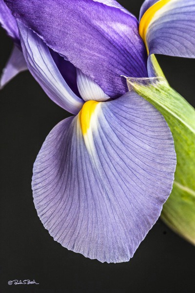 Iris Blooming 2