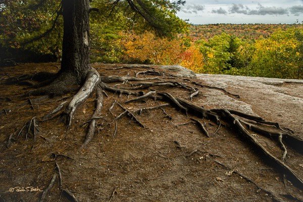 Bradbury Mountain Roots