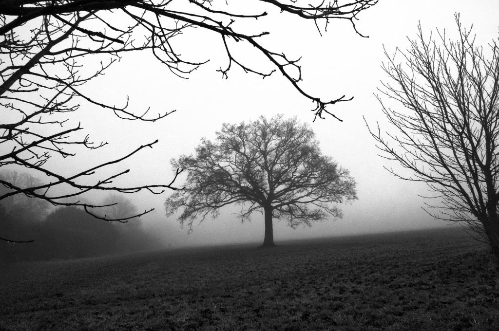 Framed Tree in the Mist Monochrome