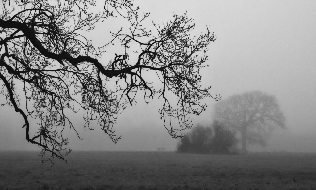 Trees in the fog 4
