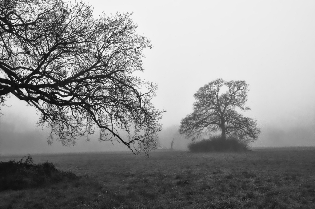 Trees in the fog 2