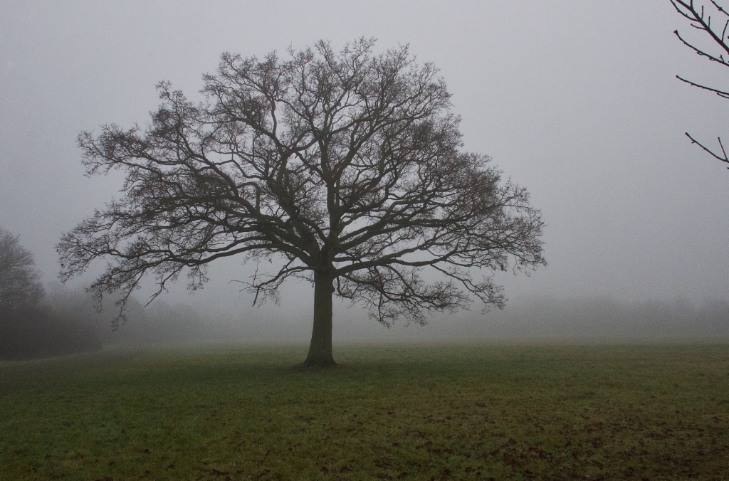 Tree and Fog 1