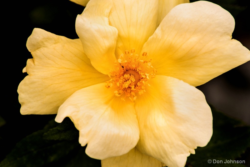 PGC Yellow Rose 6-4-16 232
