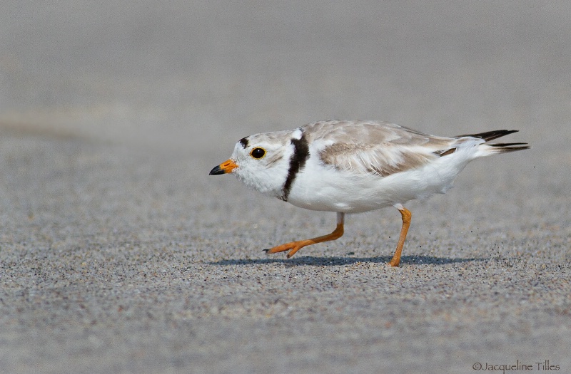 Piping Plover