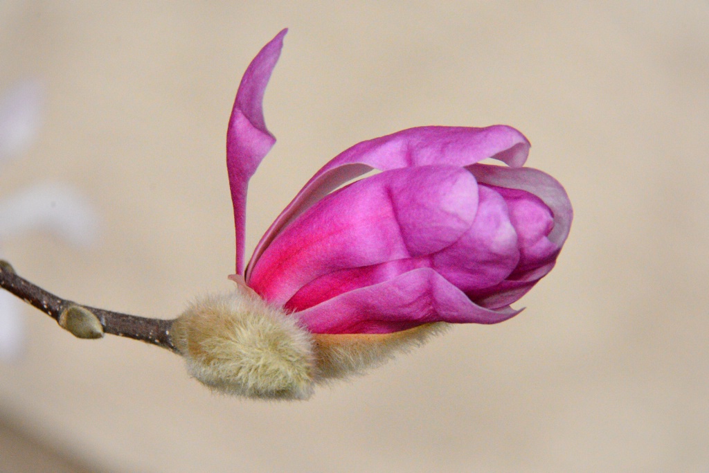 Magnolia Blooming